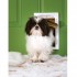 Extreme Weather Pet Door  Small